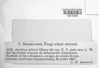Dicaeoma allenii image